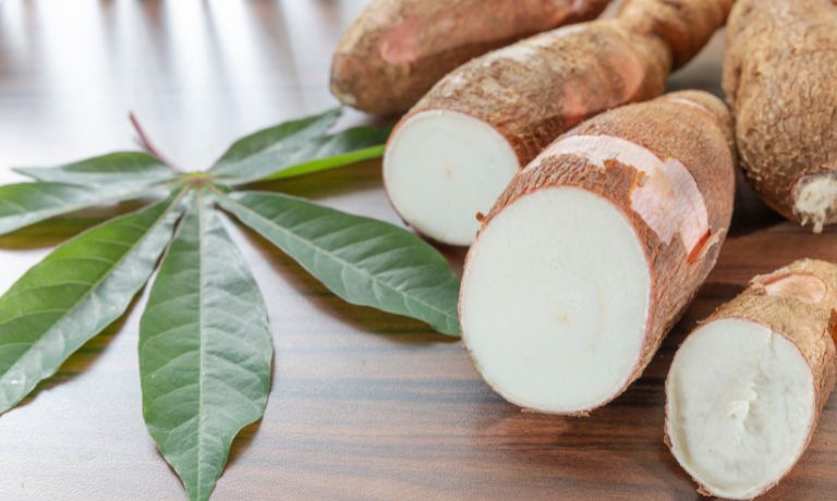 Cassava