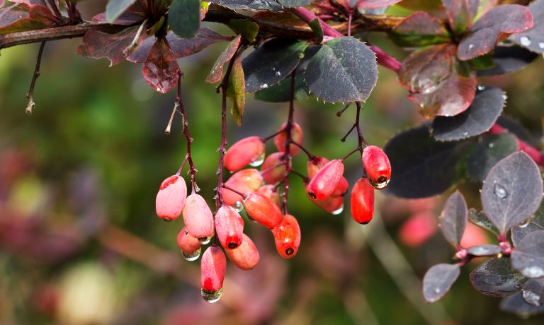 Barberries