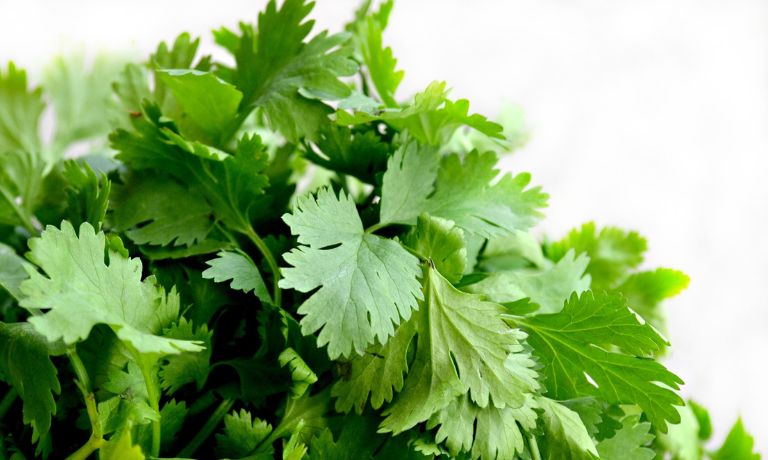 Cilantro