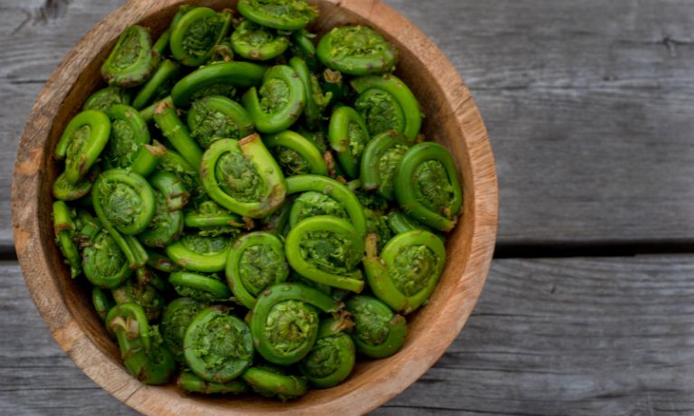 Fiddlehead Ferns