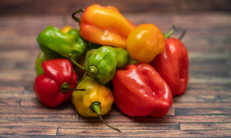 Habanero Pepper