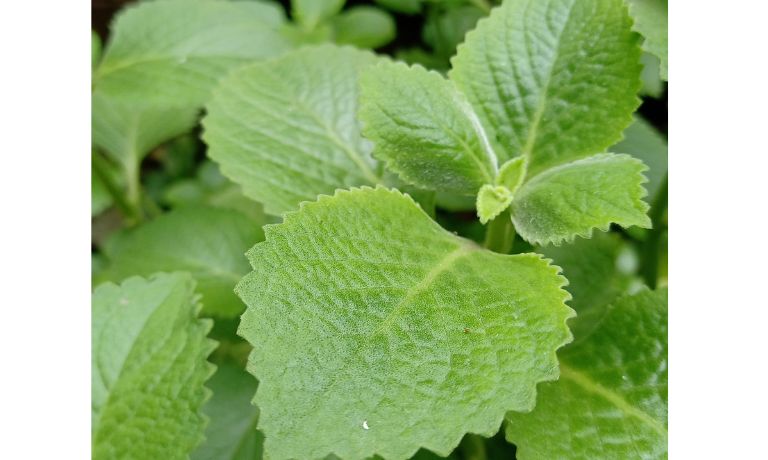 Mexican Oregano