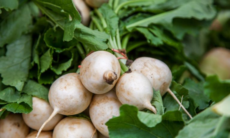 White Turnips